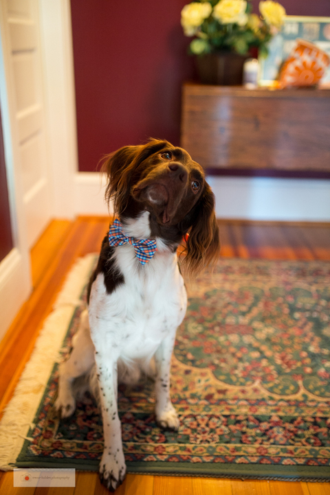 Jamestown_wedding_white_horse_trevor_holden_photography_wedding_photographer-8